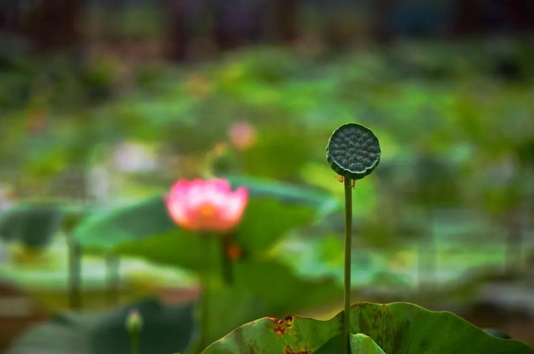 昔日同修如法闻法后的巨大变化，感召了我